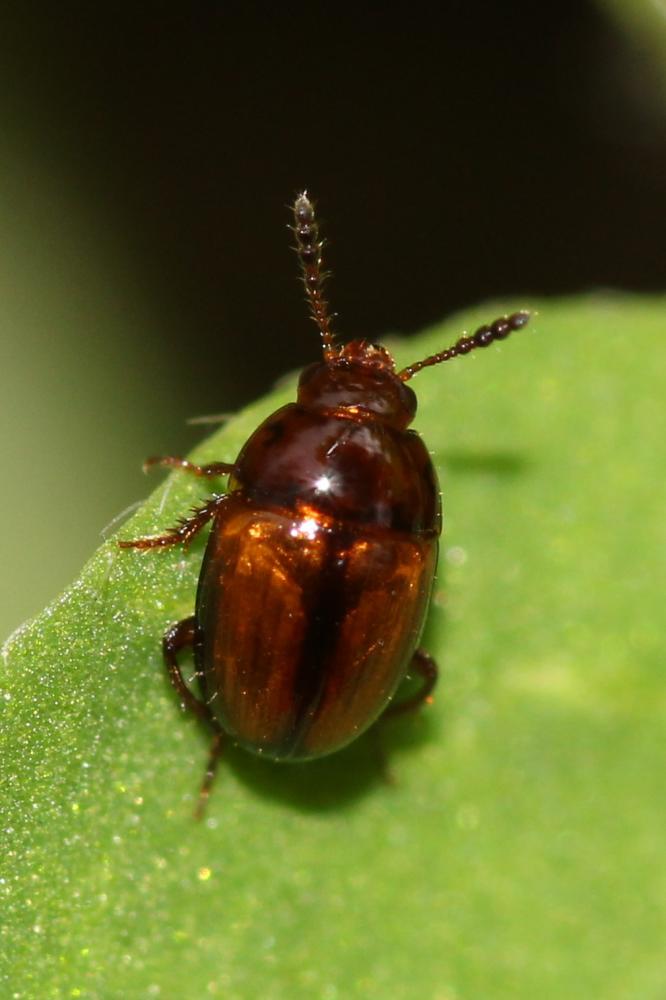 Leiodes Latreille, 1797