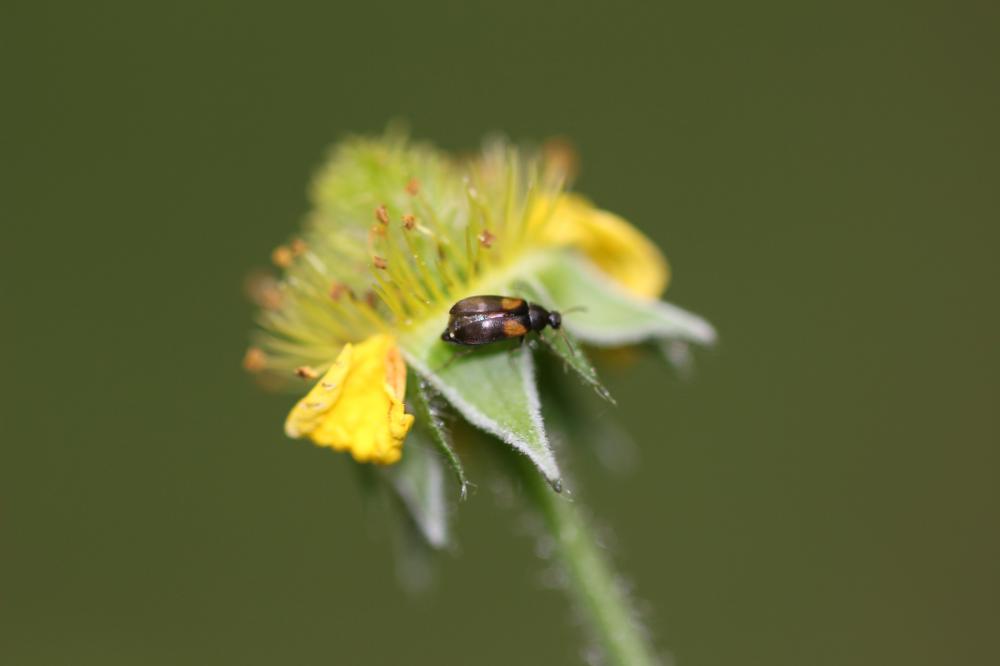 Anaspis fasciata (Forster, 1771)