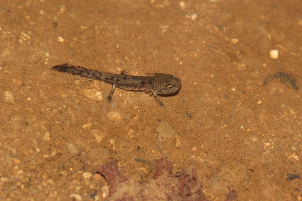 Salamandre tachetée Salamandra salamandra (Linnaeus, 1758)