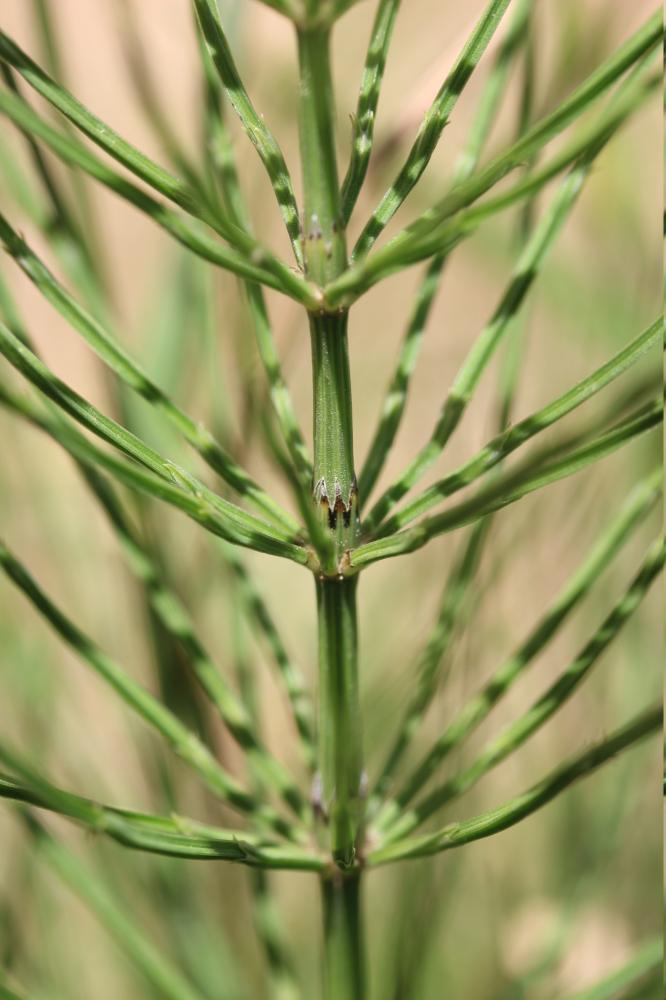 Prêle des champs, Queue-de-renard Equisetum arvense L., 1753