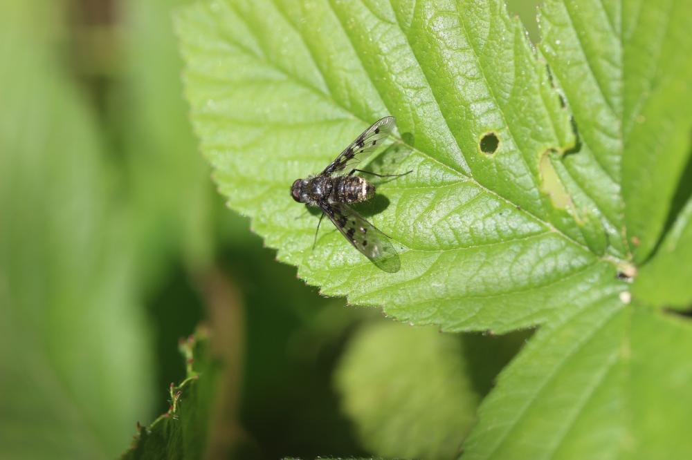  Anthrax varius Fabricius, 1794