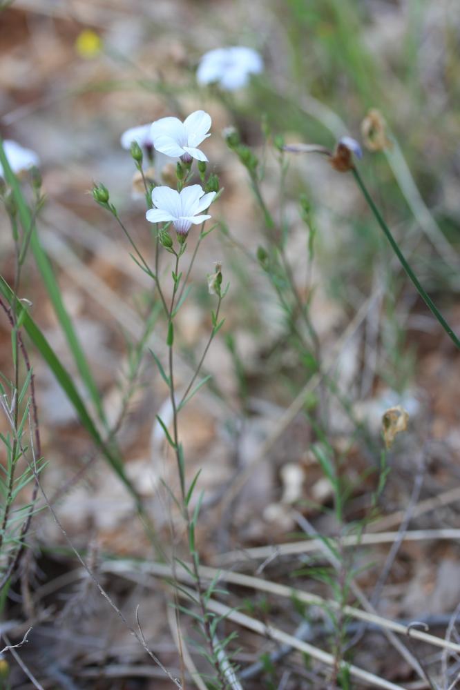 Lin souffré Linum suffruticosum L., 1753