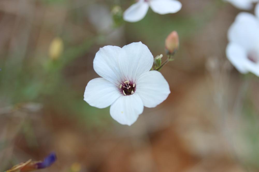 Lin souffré Linum suffruticosum L., 1753
