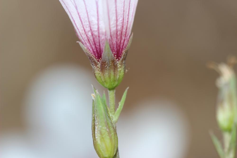 Lin souffré Linum suffruticosum L., 1753