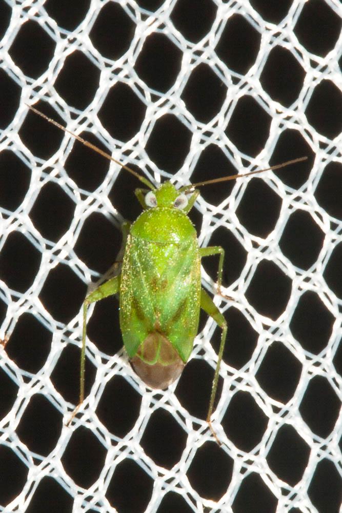 Taylorilygus apicalis (Fieber, 1861)