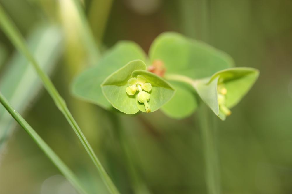 Euphorbe douce Euphorbia dulcis L., 1753