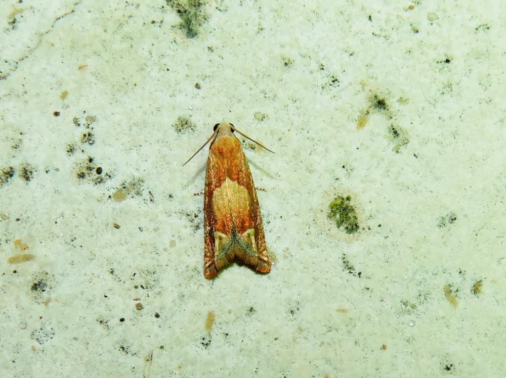 Eucosma conterminana (Guenée, 1845)