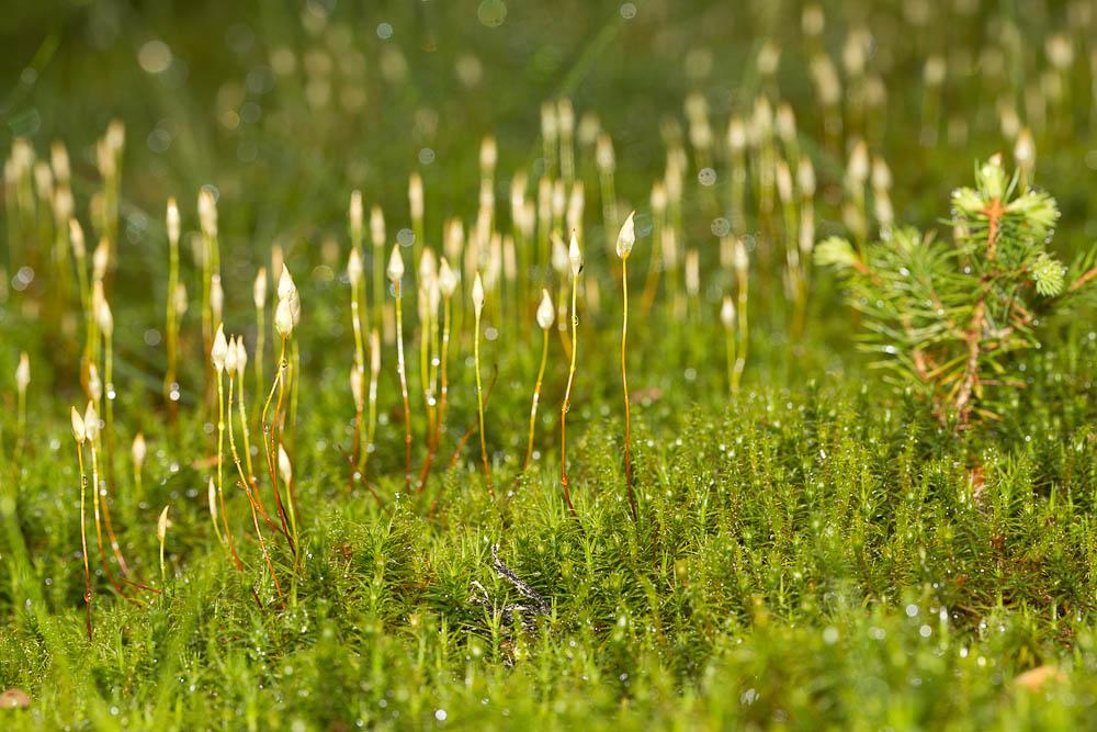 Polytrichum Hedw., 1801