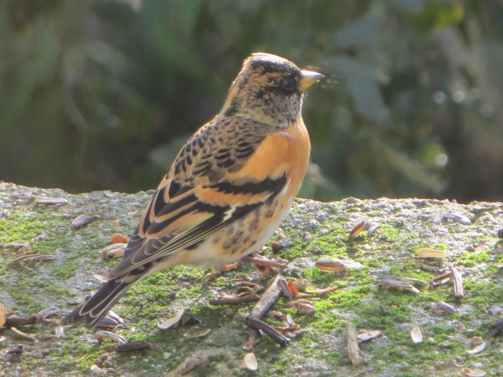 Pinson du nord, Pinson des Ardennes Fringilla montifringilla Linnaeus, 1758