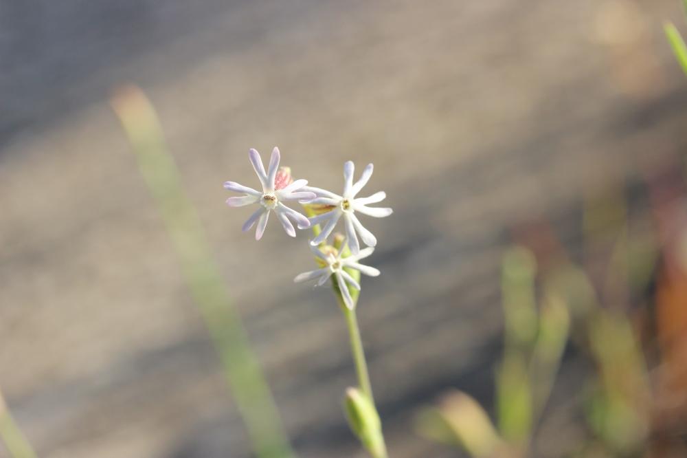 Silène nocturne Silene nocturna L., 1753