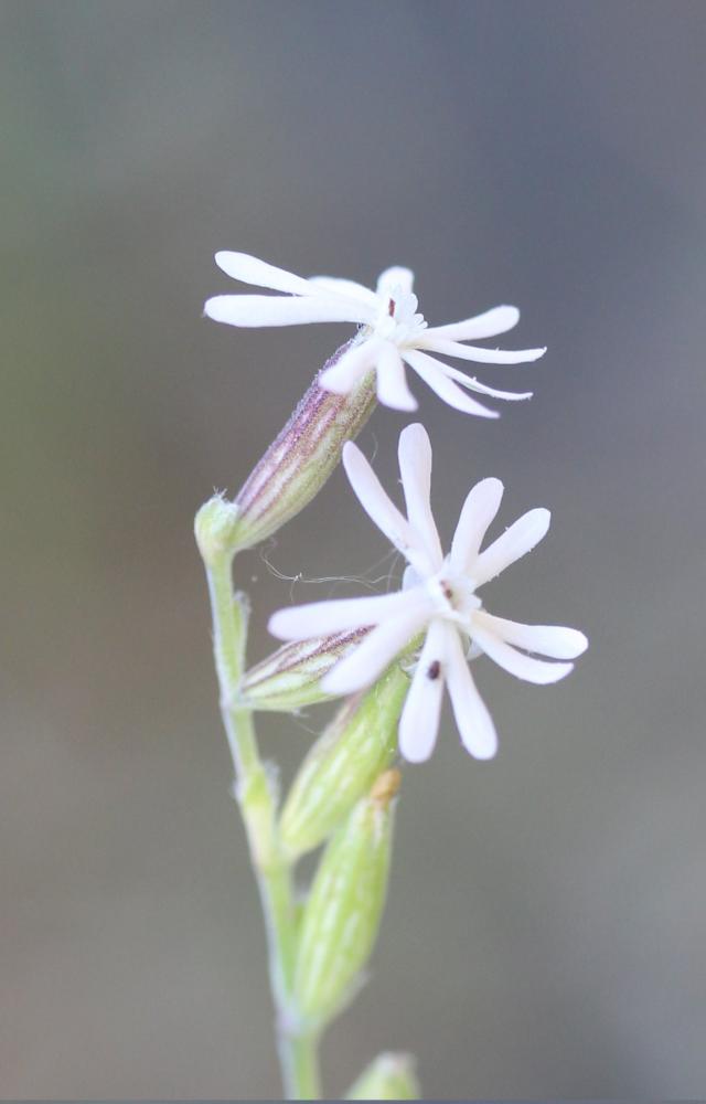 Silène nocturne Silene nocturna L., 1753
