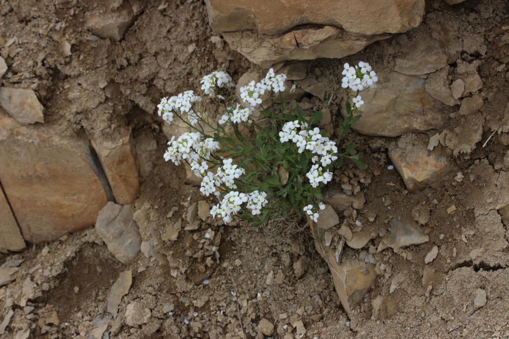 Arabette du Caucase, Corbeille d'argent Arabis caucasica Willd. ex Schltdl., 1813