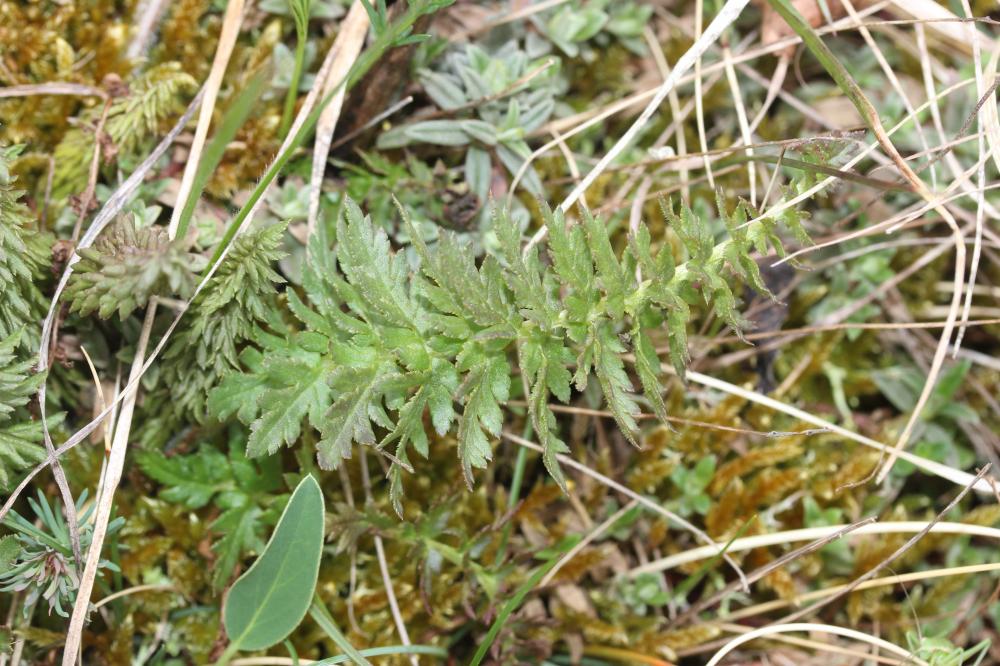 Pédiculaire chevelue Pedicularis comosa L., 1753
