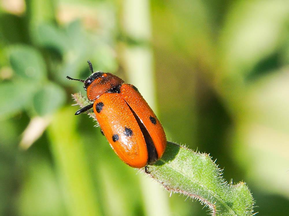 Antipe à six tâches Tituboea sexmaculata (Fabricius, 1781)