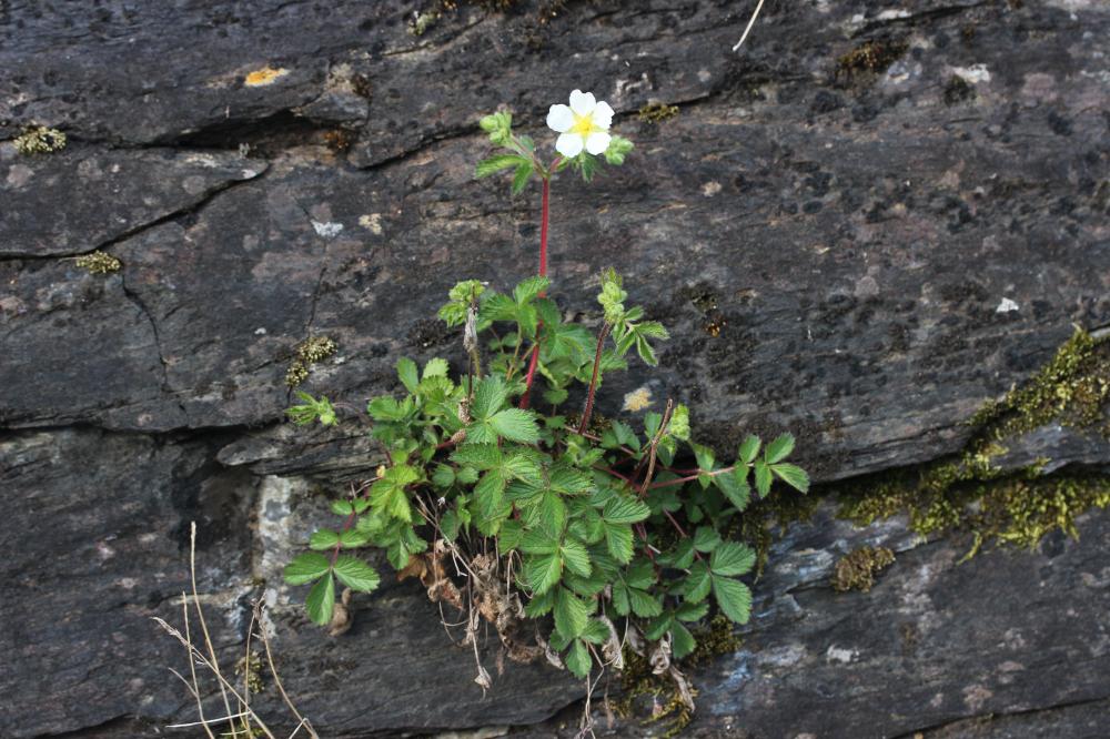 Potentille des rochers Drymocallis rupestris (L.) Soják, 1989
