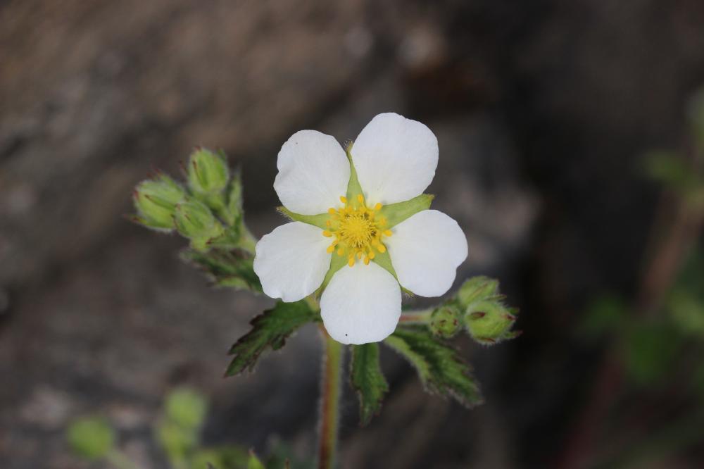 Potentille des rochers Drymocallis rupestris (L.) Soják, 1989