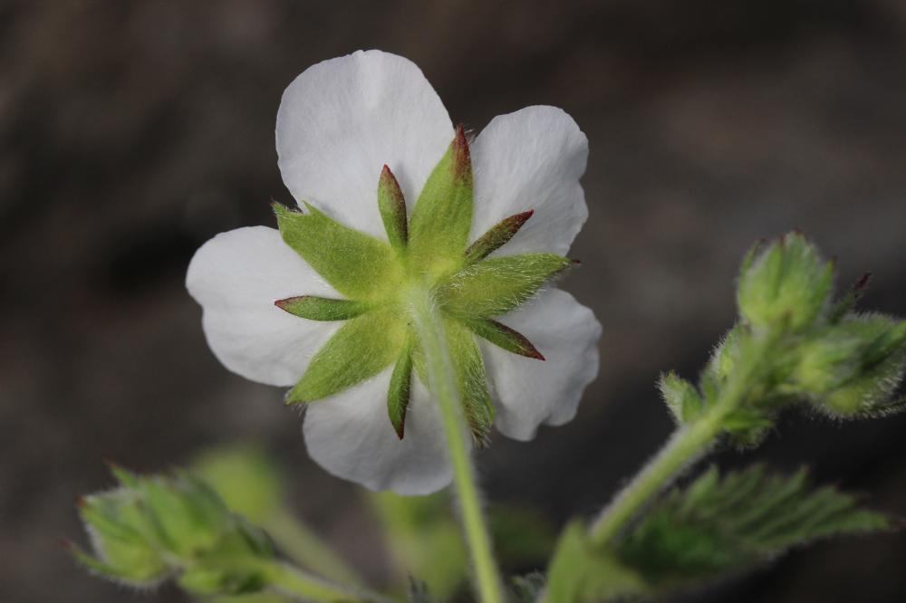 Potentille des rochers Drymocallis rupestris (L.) Soják, 1989