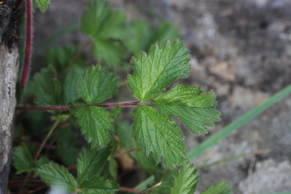 Potentille des rochers Drymocallis rupestris (L.) Soják, 1989