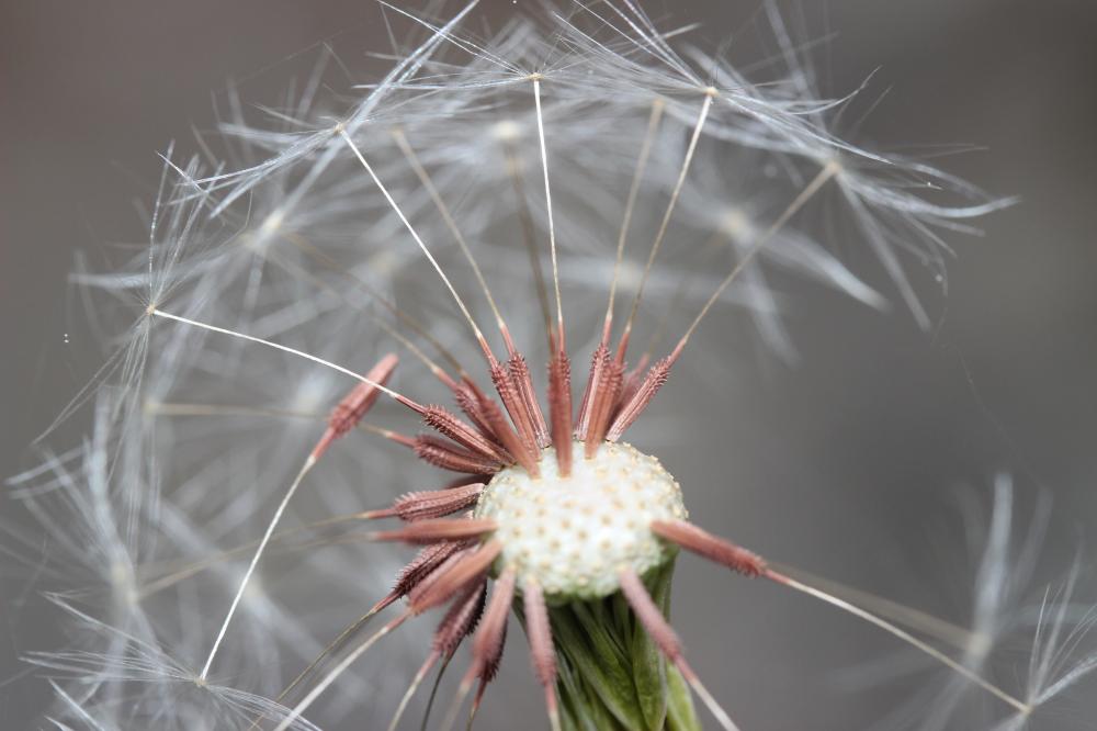 Pissenlit gracile, Pissenlit à feuilles lisses Taraxacum erythrospermum Andrz. ex Besser, 1821