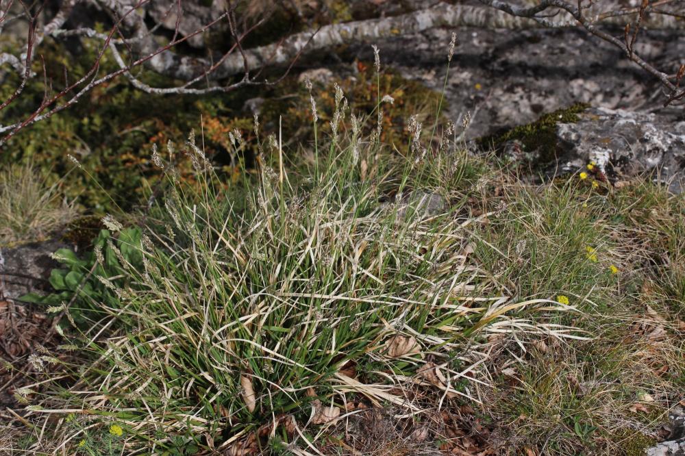 Seslérie blanchâtre, Seslérie bleue Sesleria caerulea (L.) Ard., 1763