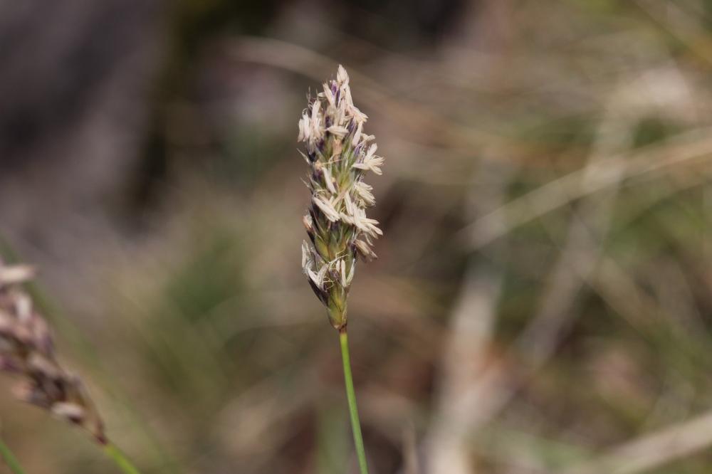Seslérie blanchâtre, Seslérie bleue Sesleria caerulea (L.) Ard., 1763