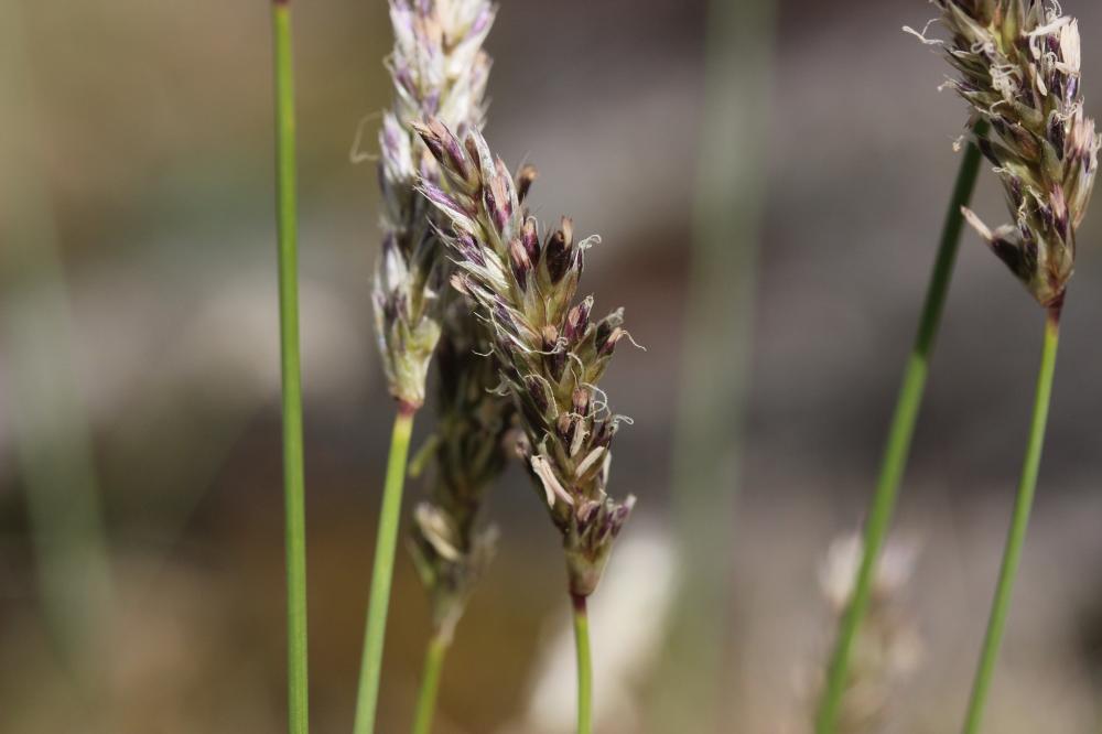 Seslérie blanchâtre, Seslérie bleue Sesleria caerulea (L.) Ard., 1763