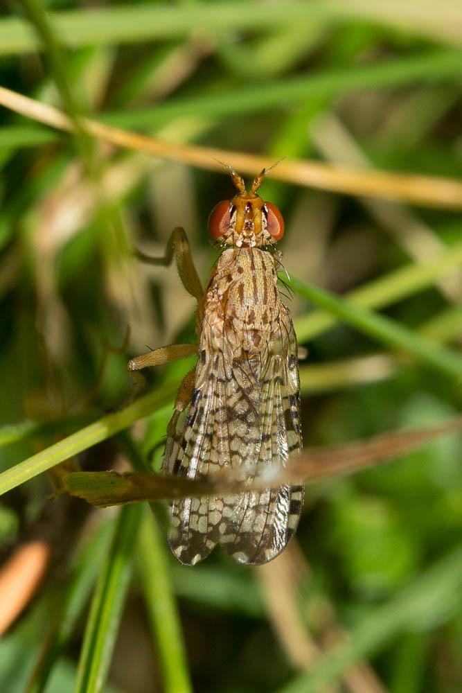  Euthycera chaerophylli (Fabricius, 1798)