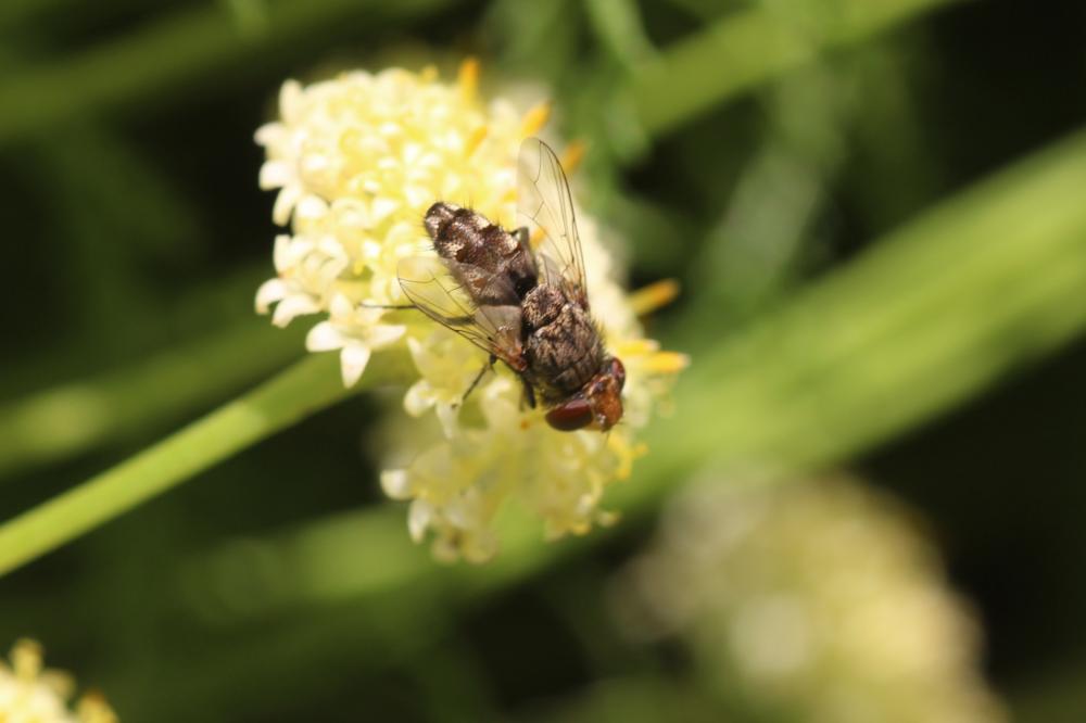  Miltogramma 