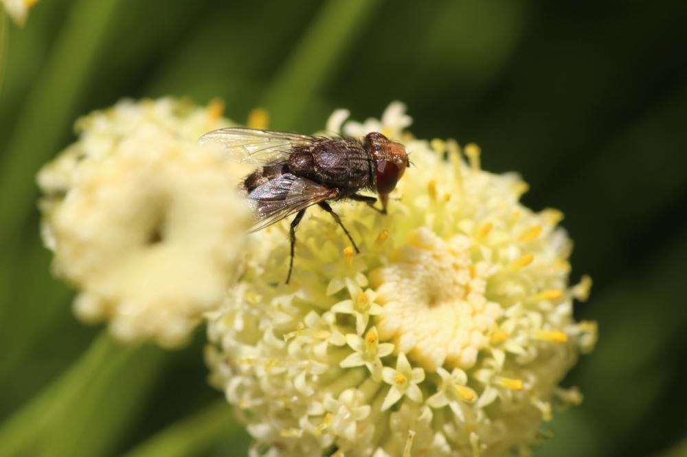  Miltogramma 