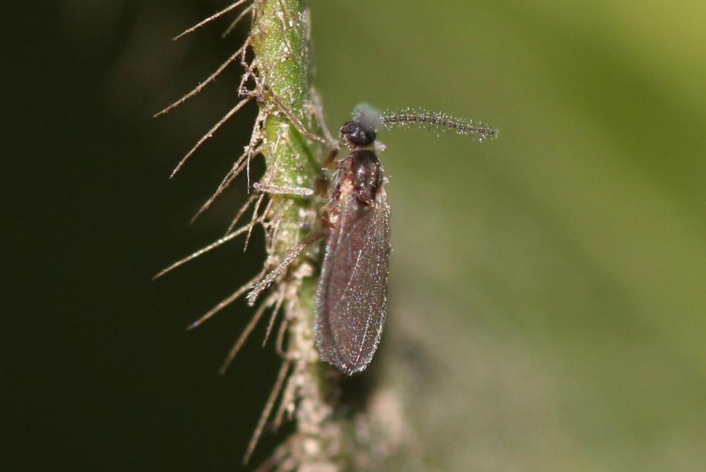 Cecidomyiidae Newman, 1834