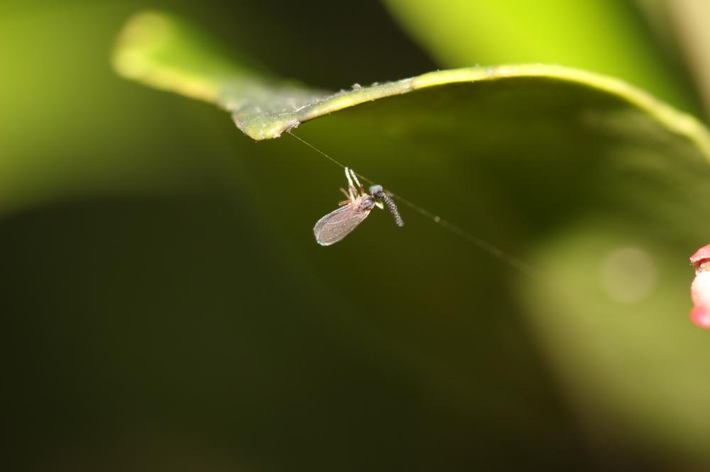 Cecidomyiidae Newman, 1834