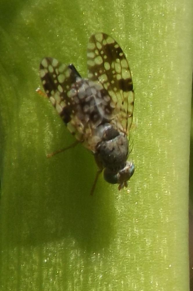 Tephritis matricariae (Loew, 1844)