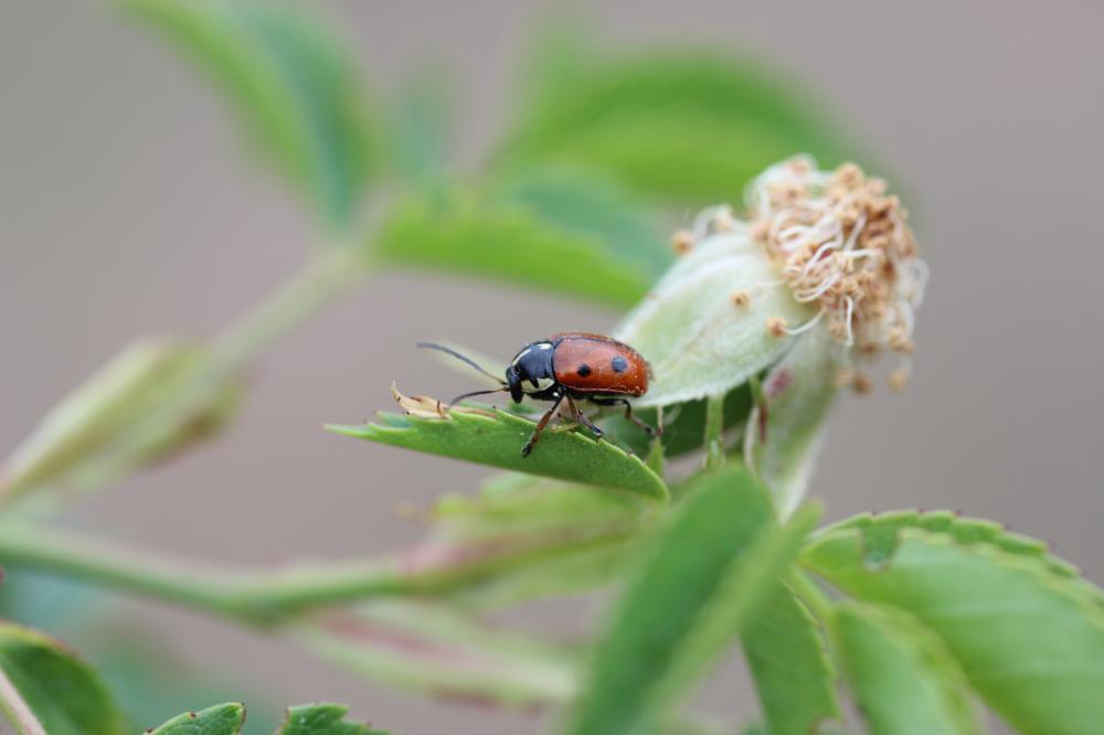 Cryptocephalus cordiger (Linnaeus, 1758)