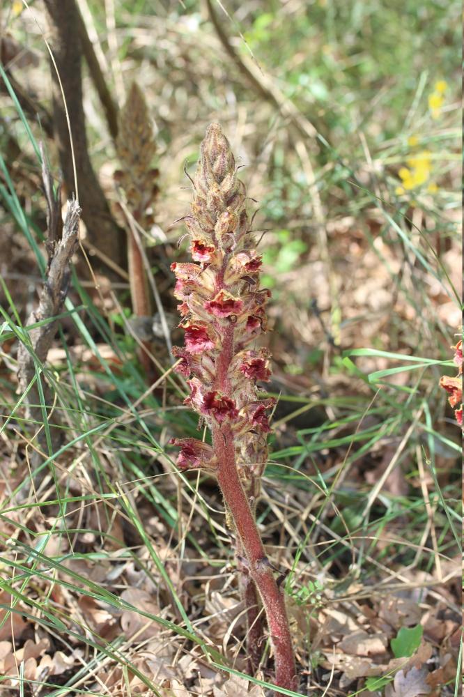 Orobanche grêle, Orobanche à odeur de Girofle Orobanche gracilis Sm., 1798
