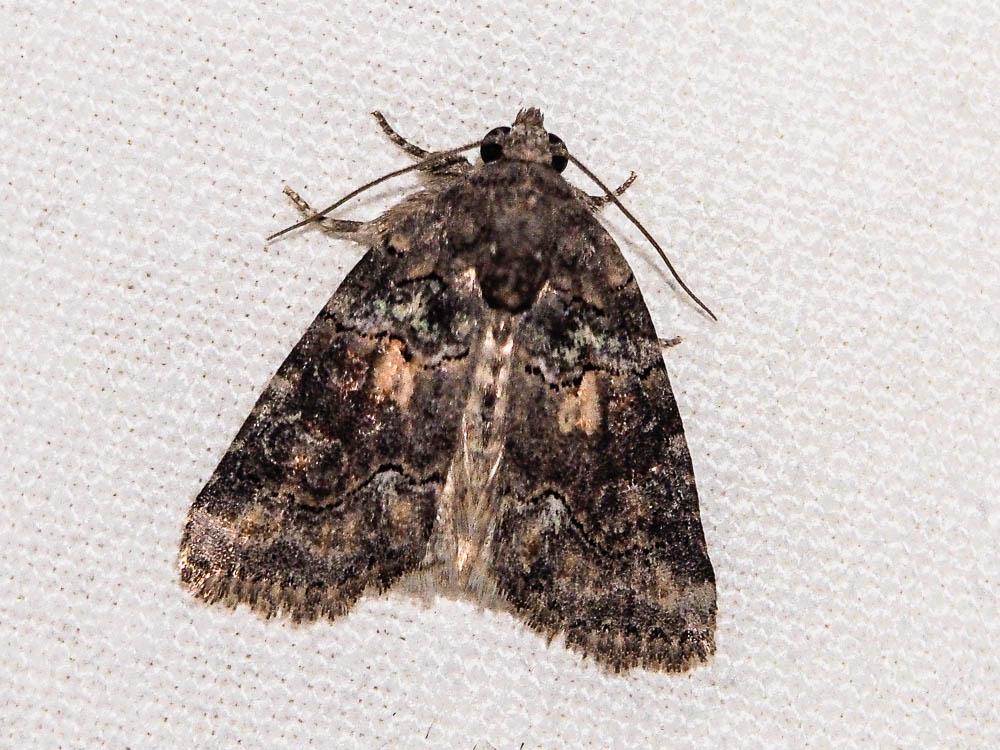 Bryophile andalouse Bryophila vandalusiae (Duponchel, 1842)