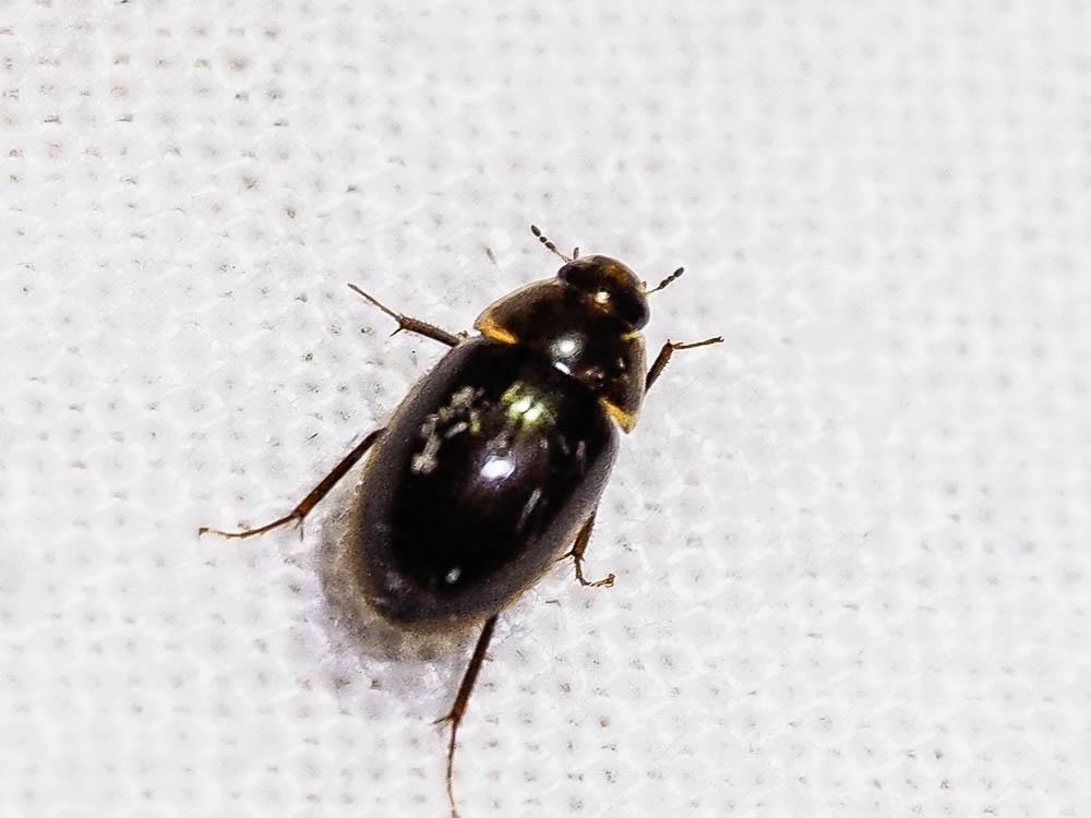  Anacaena globulus (Paykull, 1798)