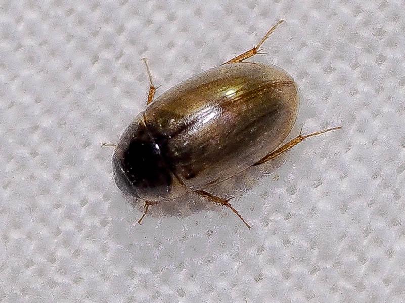  Enochrus quadripunctatus (Herbst, 1797)