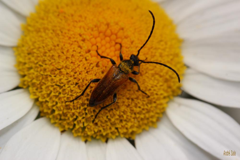 Pseudovadonie livide Pseudovadonia livida (Fabricius, 1777)
