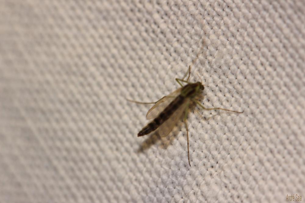 Chironomidés, Ver de vase (larve) Chironomidae Newman, 1834