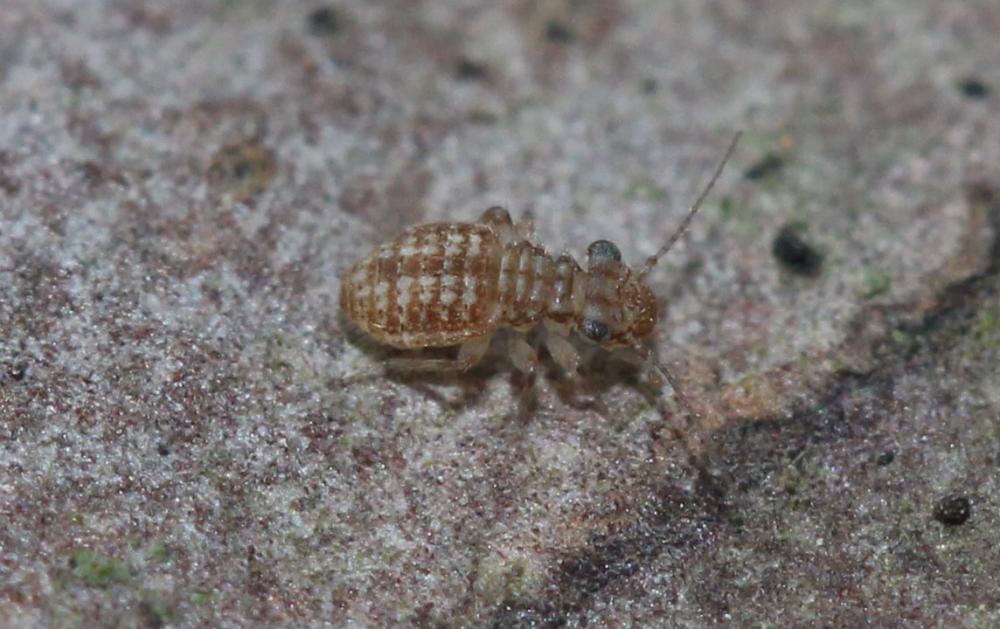  Cerobasis guestfalica (Kolbe, 1880)