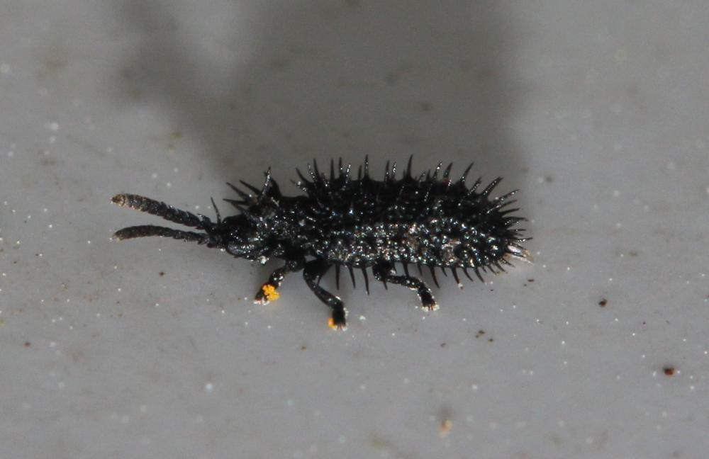 Hispa atra Linnaeus, 1767