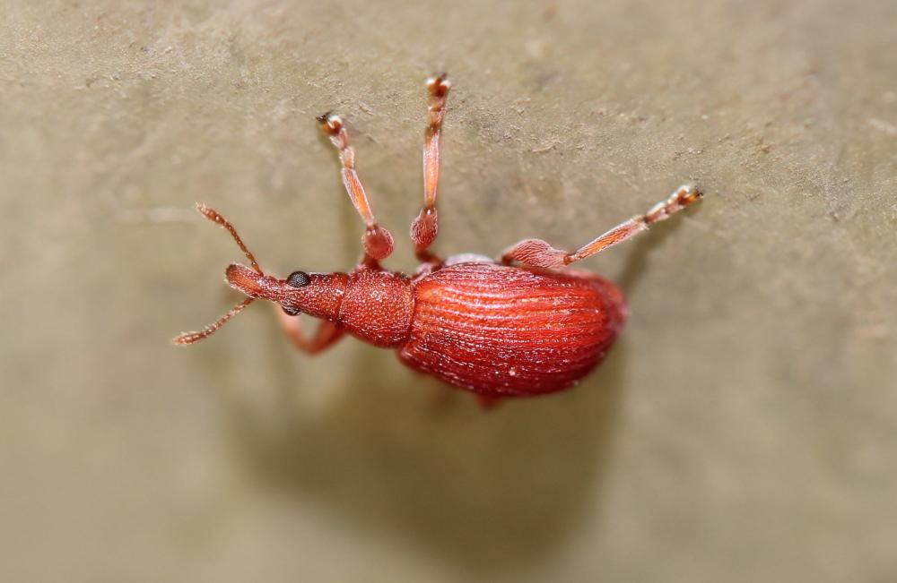 Apion rouge Apion frumentarium (Linnaeus, 1758)