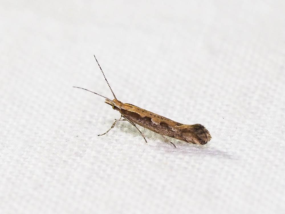 Plutella xylostella (Linnaeus, 1758)