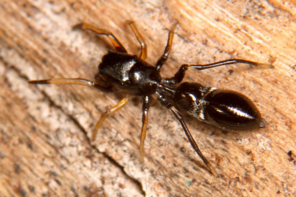 Leptorchestes peresi (Simon, 1868)