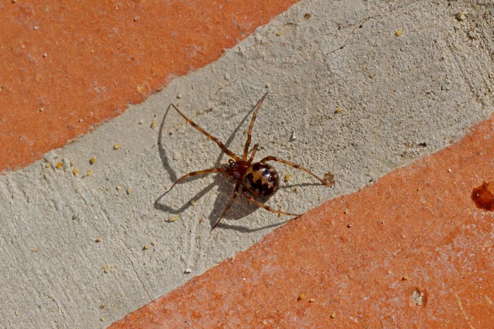  Steatoda triangulosa (Walckenaer, 1802)