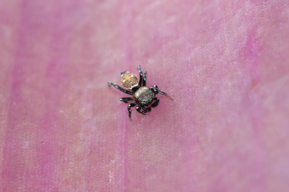  Heliophanus kochii Simon, 1868