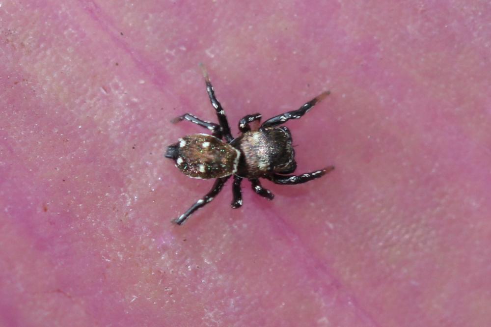  Heliophanus kochii Simon, 1868