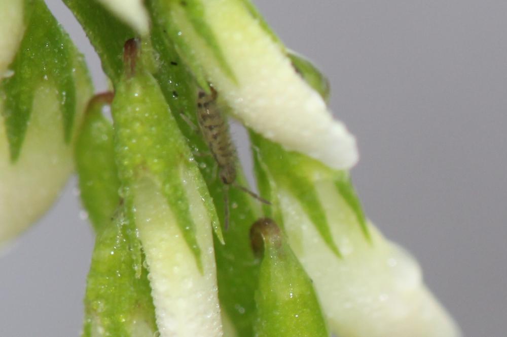  Entomobrya multifasciata (Tullberg, 1871)