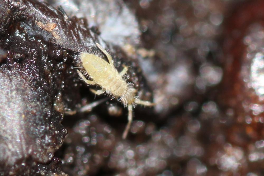 Entomobrya Rondani, 1861