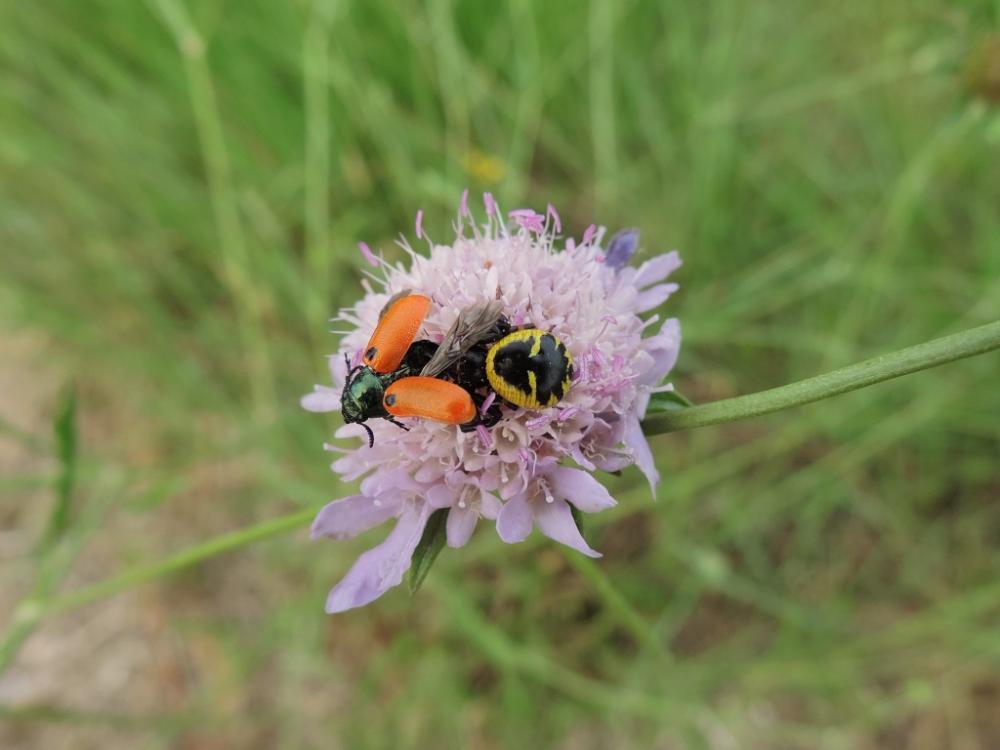 Thomise Napoléon Synema globosum (Fabricius, 1775)